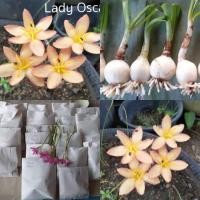 ราคา Lady Oscar ขายหัวขนาดให้ดอก.หัวประมาณเหรียญ 2 บาท (3054425886)