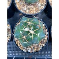 ราคา ช้างแคคตัสช้าง( Coryphantha elephantidens ) (7736392963)