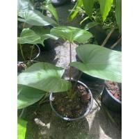 ราคา ต้นเสน่ห์จันทร์แดง ว่านเสน่ห์จันทร์ ไม้มงคล กระถาง8นิ้ว พร้อมส่ง (11532186407)