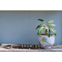 ราคา มะพร้าวทะเลทรายพร้อมกระถางตั้งโชว์​ (4750888986)