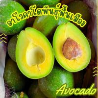 ราคา อโวคาโด =3กิโลกรัม= Avocado อโวคาโด พันธุ์พื้นเมือง อโวคาโด้ อโวคาโด อะโวคาโดสด อโวคาโดสดจากสวนบนดอย (43955403091)