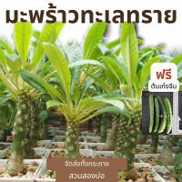 ราคา Dorstenia Plant มะพร้าวทะเลทราย ไซต์ให้ดอก กระบองเพชร (9346597073)
