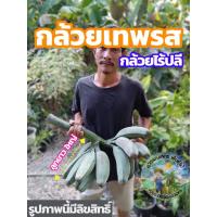 ราคา หน่อกล้วยเทพรส หน่อกล้วยทิพรส 1ต้นออกเครือได้2แบบ สายพันธุ์โบราณ หายาก เก็บเงินปลายทาง (16719602781)