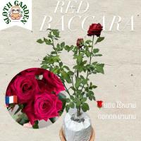 ราคา ต้นกุหลาบแดงไร้หนาม เรดบาคาร่า เรดบัคคาร่า Red Baccara Rose (24846051288)