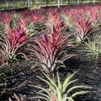 ราคา ทิลเเลนเซีย สับปะรดสี Tillandsia Ionantha'red' (1890456062)
