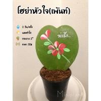 ราคา ต้นโฮย่าหัวใจ(เพ้นท์) (6879024022)