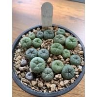 ราคา Cactus lophophora fricii (แคคตัส โลโฟ ไม้เมล็ด) (10666378385)