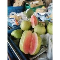 ราคา ผลฝรั่งไส้แดงหงเป่าสือเกรดA ราคาต่อ 1 กก. (23601126250)