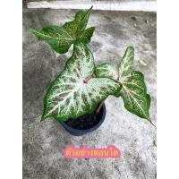 ราคา บอนสีหงส์เหิน ต้นลูก (10463530216)