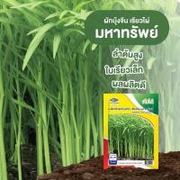 ราคา ผักบุ้ง มหาทรัพย์ ผักบุ้งใบไผ่ 1 กิโลกรัม (43166794401)