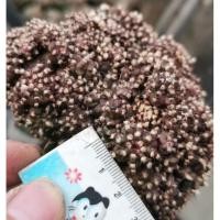 ราคา หน่อ 2cm ถึง 3 cm ยิมโน T-REX ทีเรก ยิมโน แคสตัส castus​ (17235527887)