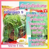 ราคา เมล็ดผักบุ้ง ทิวไผ่เรียว 9 ภูเขาทอง 1 กิโลกรัม ผักบุ้ง ผักบุ้งจีน ต้นอ่อนผักบุ้ง ผักบุ้งงอก (25375172573)