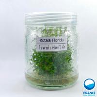 ราคา Rotala florida ( เนื้อเยิ่อ) ต้นไม้น้ำ ต้นไม้น้ำตกแต่งตู้ปลา ไม้น้ำตกแต่งตู้ปลา (19080988964)