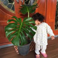 ราคา Monstera Giants มอนสเตอร่า ไจแอนท์ ไม้ฟอกอากาศ ไม้ตัดใบ ไม้ป (3905855695)