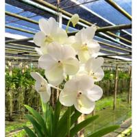 ราคา กล้วยไม้แวนด้า&แอสโค Mikasa White ไม้ใหม่ไม่ติดดอก พร้อมส่ง (10314690456)