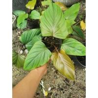 ราคา เสน่ห์​จันทร์​ดำ​โบราณ​ (21235216582)