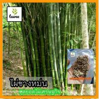 ราคา เมล็ดพันธุ์ไผ่ซางหม่น ไผ่ซางหม่น 20 เมล็ด 25บาท (20474869194)