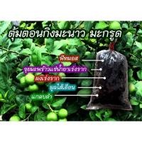 ราคา ตุ้มตอนกิ่งมะนาวมะกรูดแช่นำยาเร่งรากแล้ว (10438175574)