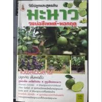 ราคา วิธีปลูกและสูตรลับ มะนาว วงบ่อซีเมนต์นอกฤดู (2627699342)