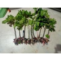 ราคา กิ่งตอนมะเดื่อฝรั่ง BTM6 (6176866687)