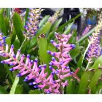 ราคา สับปะรดสี ก้านไม้ขีด ขายพร้อมกระถาง (11574055213)