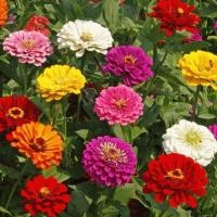 ราคา เมล็ดดอกบานชื่น คละสี 50เมล็ด บานชื่นซ้อน Zinnia Flower เมล็ดพันธุ์นำเข้า พันธุ์แท้100% (9765619924)