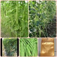 ราคา เมล็ดพันธุ์ถั่วฟักยาวพันธุ์ดก ซื้อครบ3ซอง แถมฟรี1ซอง (5545860432)