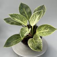 ราคา ฟิโลเดนดรอน เบอร์กิ้น philodendron birkin (12692815912)