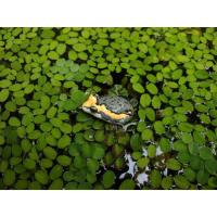 ราคา เขียดยาง อึ่งยางเหมือนจริงมาก ๆ (24815120495)