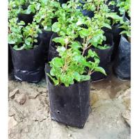 ราคา ออร์แกนิค วอเตอร์เครส ฮาวาย ผักเป็ดญี่ปุ่น (ขั้นต่ำ 10 กิ่ง) (4693895491)