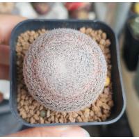 ราคา mammillaria microthele แมมนกฮูกไม้เมล็ด หนามถี่ เนียนละเอียด ทรงสวยมากค่ะ (18846721145)