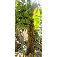 ราคา พันธุ์กล้วยน้ำว้าเตี้ย (5365887901)