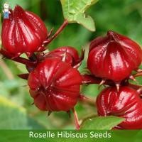 ราคา 20 เมล็ด/ซอง ปลูกง่าย ปลูกได้ทั่วไทย Edible Roselle Seeds เมล็ดกระเจี๊ยบแดง เมล็ดพันธุ์กระเจี๊ยบแดง กระเจี๊ยบแดง (28006682444)
