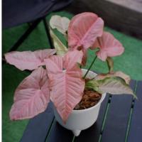 ราคา ออมชมพู ต้นออมชมพู ไม้ประดับน่ารักๆ ไม้มงคล พร้อมส่ง (11721642815)