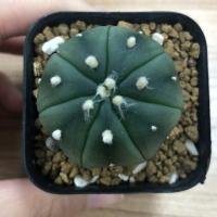 ราคา ขาย Astrophytum ไม้เมล็ด (2778062782)