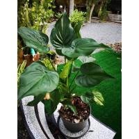 ราคา ต้นกวักใบโพธิ์ ไม้มงคล ขายแบบหัวเหง้า (21711149897)