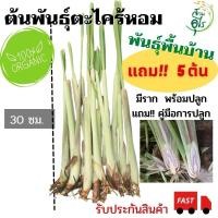 ราคา ต้นพันธุ์ตะไคร้หอม lemon grass คัดพันธุ์ มีรากพร้อมปลูก หอมมาก ตะไคร้กันยุง หน่อตะไคร้ ตะไคร้หอมสด สมุนไพร ผักสวนครัว (13450073672)