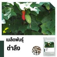 ราคา เมล็ดพันธุ์ตำลึง บรรจุ 200 เมล็ด เมล็ดพันธุ์มาตราฐาน (20669334360)