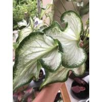 ราคา บอนสีฉายากวนอิม Caladium (10136913946)