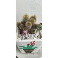ราคา กระบองทองแคคตัส พร้อมกระถาง (44466017189)