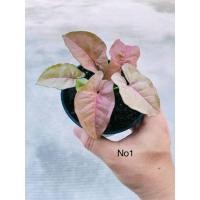 ราคา ออมชมพู ต้นออมชมพู syngonium (13318209330)