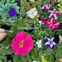 ราคา ต้นพิทูเนีย มีหลายสี ขนาดถุง ดอกใหญ่ พิทูเนีย ไม้ดอกไม้ประดับกลางแจ้ง (6057204265)