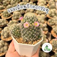 ราคา A Little cactus| แมมเม็ดพริกดอกชมพู แคคตัส กระบองเพชร (41752214146)