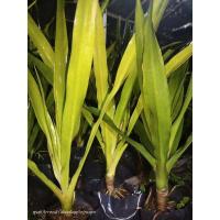 ราคา จันผา,จันผาใบตั้งเพาะเมล็ด (14216317263)