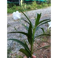 ราคา ต้นกล้า ต้อยติ่งฝรั่งสีขาว ต้นกล้าละ 10บาท (27116449245)