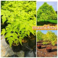 ราคา ต้นเกษมณีสีทอง ต้นไม้มงคลเสริมศิริมงคล ต้นไม้ทรงพุ่มสวย ต้นเเข็งเเรงพร้อมปลูก สินค้าเสียหายยินดีเคลมฟรี (27739240599)