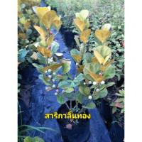 ราคา ต้นสาริกาลิ้นทอง ไม้มงคล (5541980180)