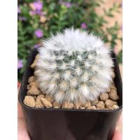 ราคา แมมขนแกะMammillaria bocasana v.multilanata (3447364633)