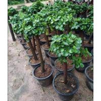 ราคา ต้นช้อนเงินช้อนทองไม้มงคล (19087037480)