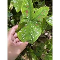 ราคา บอนสีสาวน้อยประแป้ง (11324274618)